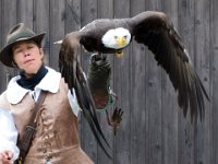 Weisskopfseeadler 123